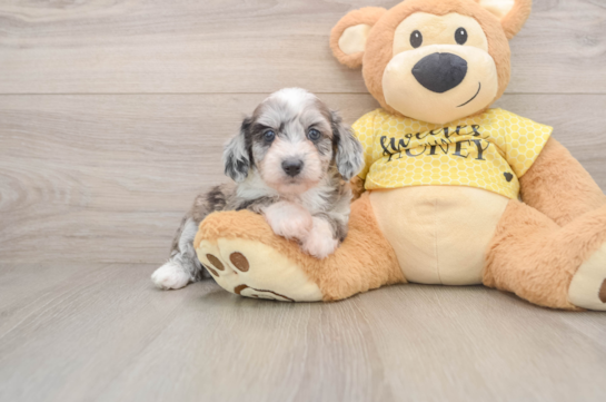 Little Aussiepoo Poodle Mix Puppy