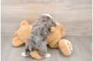 Petite Mini Aussiedoodle Poodle Mix Pup