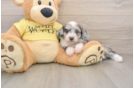 Petite Mini Aussiedoodle Poodle Mix Pup