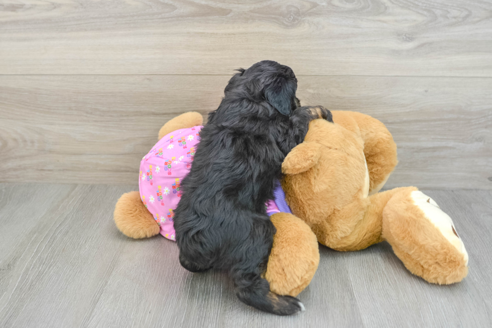 Popular Mini Aussiedoodle Poodle Mix Pup