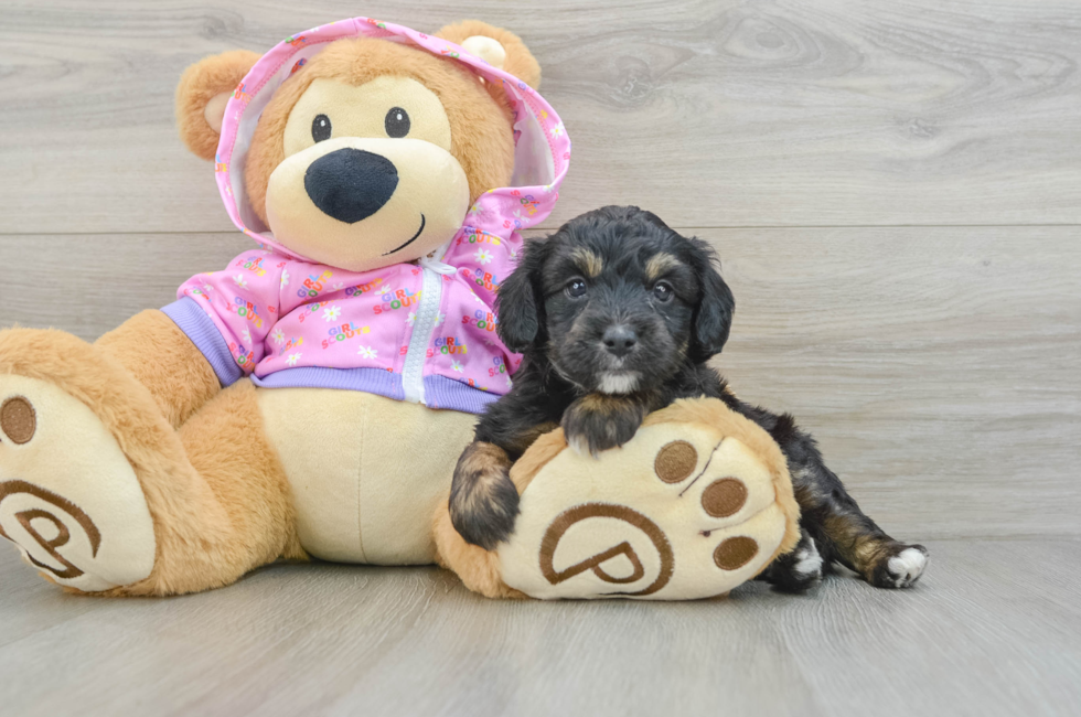 5 week old Mini Aussiedoodle Puppy For Sale - Seaside Pups