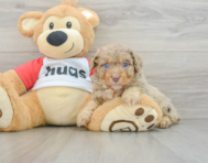 8 week old Mini Aussiedoodle Puppy For Sale - Seaside Pups