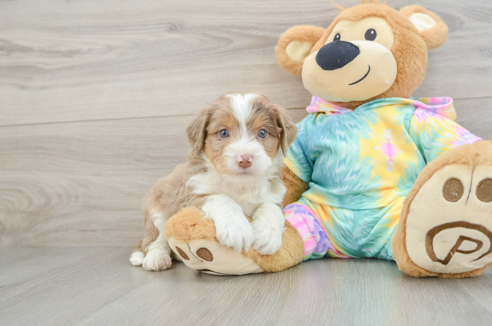 6 week old Mini Aussiedoodle Puppy For Sale - Seaside Pups