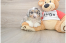 Fluffy Mini Aussiedoodle Poodle Mix Pup