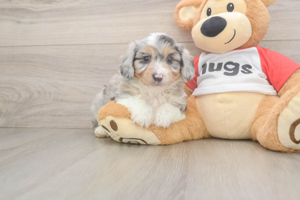 Fluffy Mini Aussiedoodle Poodle Mix Pup