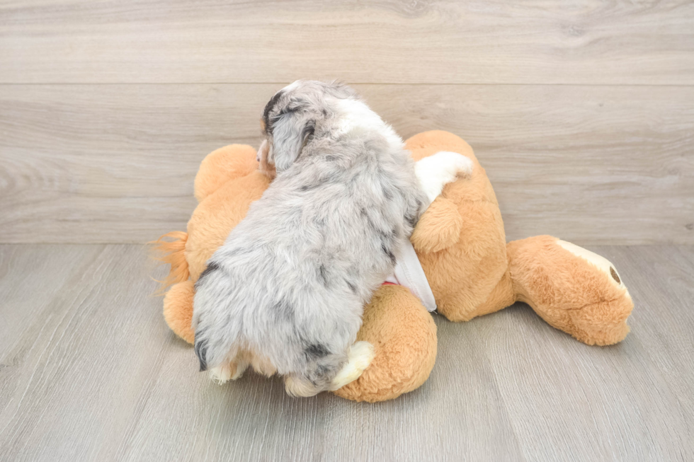 Best Mini Aussiedoodle Baby