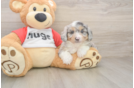 Friendly Mini Aussiedoodle Baby
