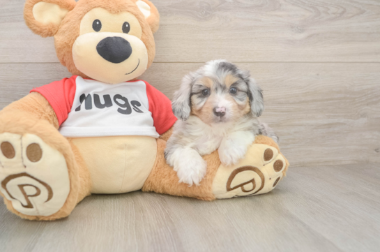 Friendly Mini Aussiedoodle Baby