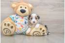 Small Mini Aussiedoodle Baby