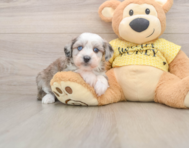 8 week old Mini Aussiedoodle Puppy For Sale - Seaside Pups