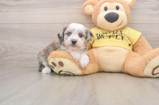 Mini Aussiedoodle Puppy for Adoption