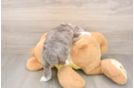 Smart Mini Aussiedoodle Poodle Mix Pup