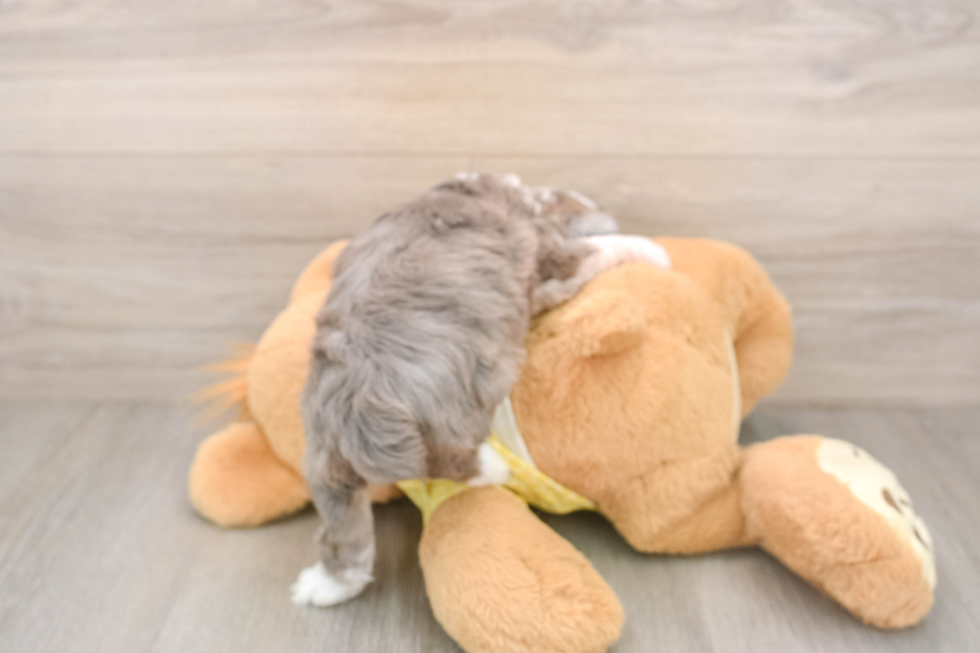 Smart Mini Aussiedoodle Poodle Mix Pup