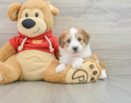 7 week old Mini Aussiedoodle Puppy For Sale - Seaside Pups