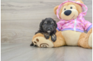 Mini Aussiedoodle Pup Being Cute