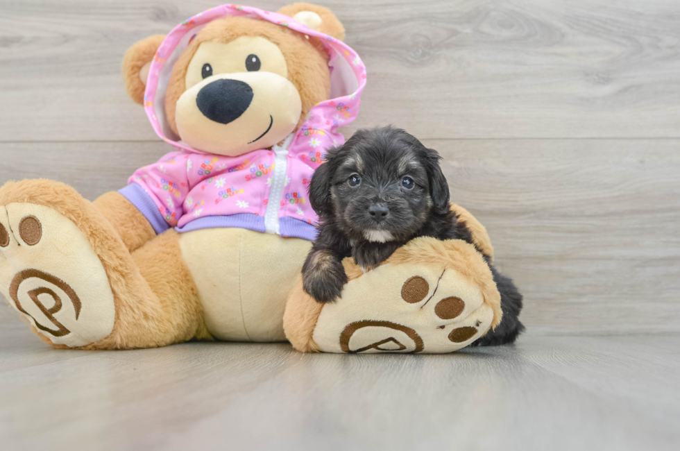 5 week old Mini Aussiedoodle Puppy For Sale - Seaside Pups