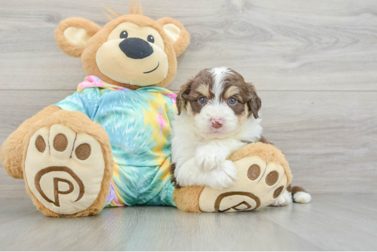 Mini Aussiedoodle Puppy for Adoption