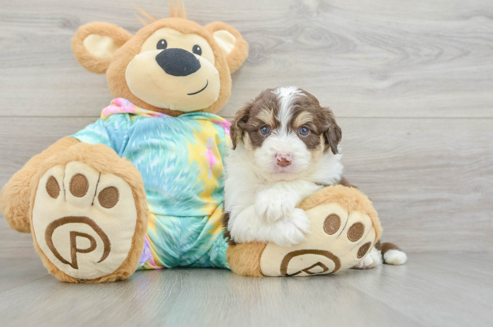 5 week old Mini Aussiedoodle Puppy For Sale - Seaside Pups