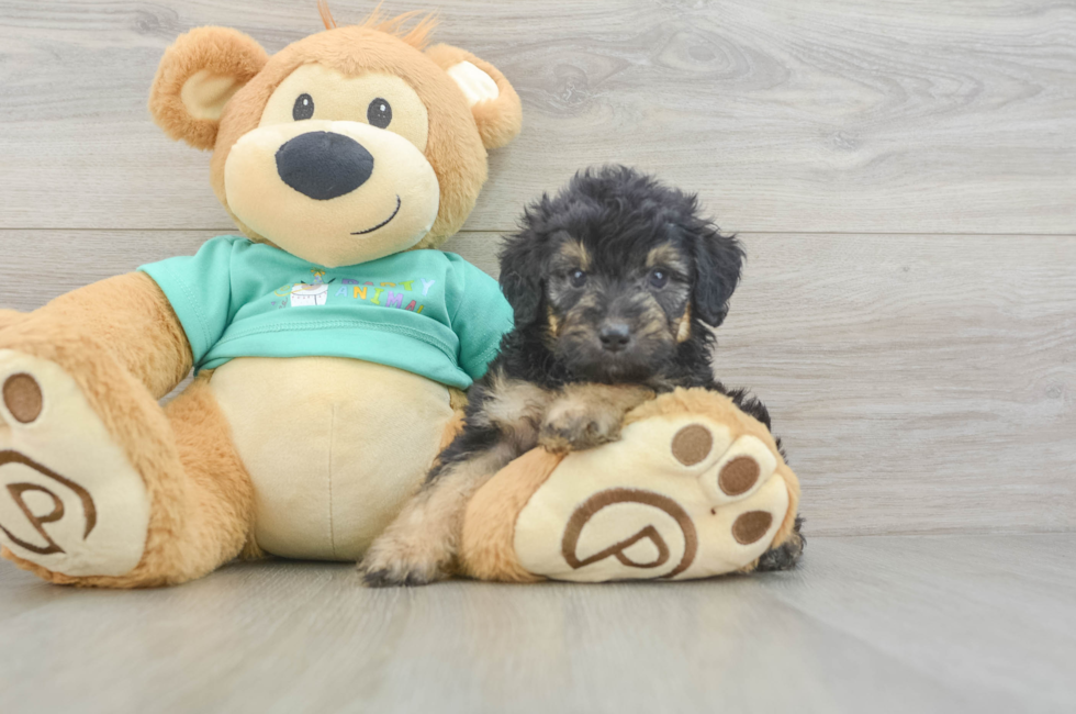 5 week old Mini Aussiedoodle Puppy For Sale - Seaside Pups