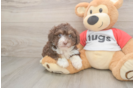 Adorable Mini Australian Shepherd X Poodle Mix Poodle Mix Puppy