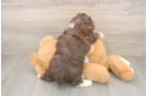 Little Mini Aussiepoo Poodle Mix Puppy