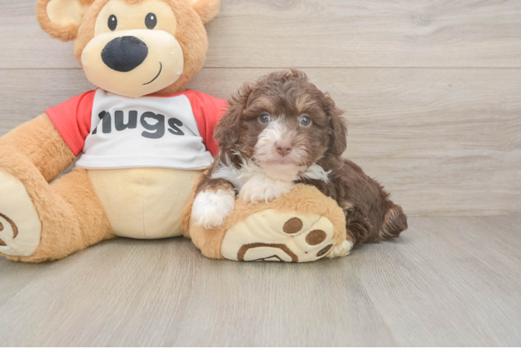 Mini Aussiedoodle Pup Being Cute