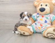8 week old Mini Aussiedoodle Puppy For Sale - Seaside Pups