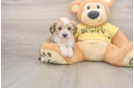 Mini Aussiedoodle Pup Being Cute
