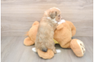 Petite Mini Aussiedoodle Poodle Mix Pup