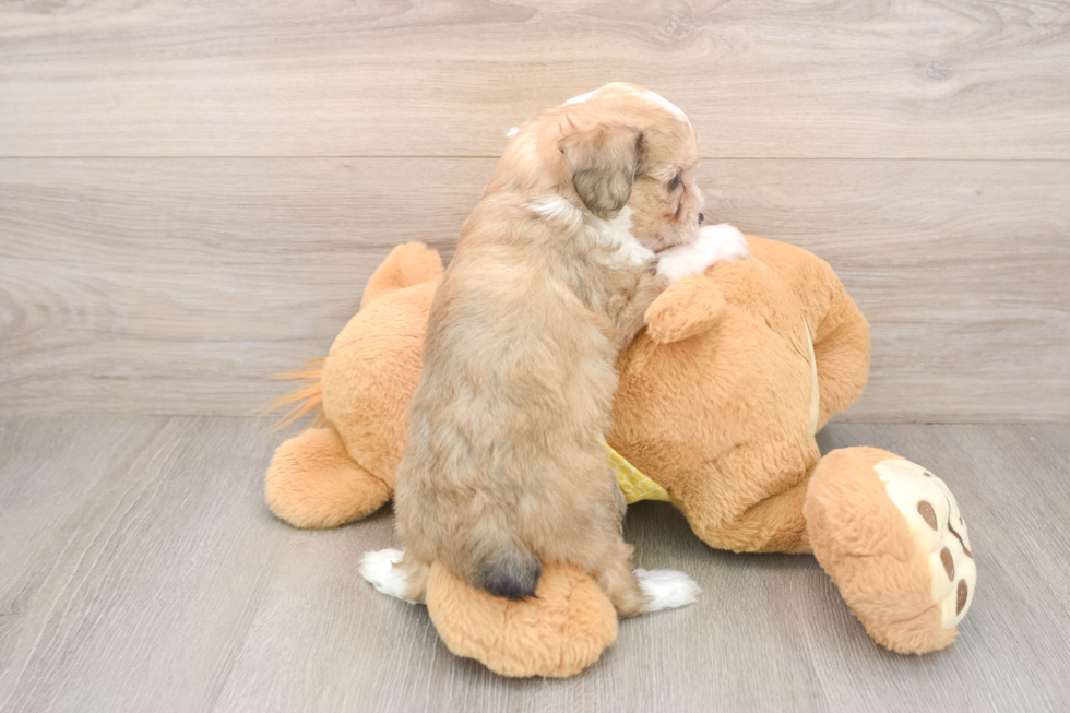 Petite Mini Aussiedoodle Poodle Mix Pup