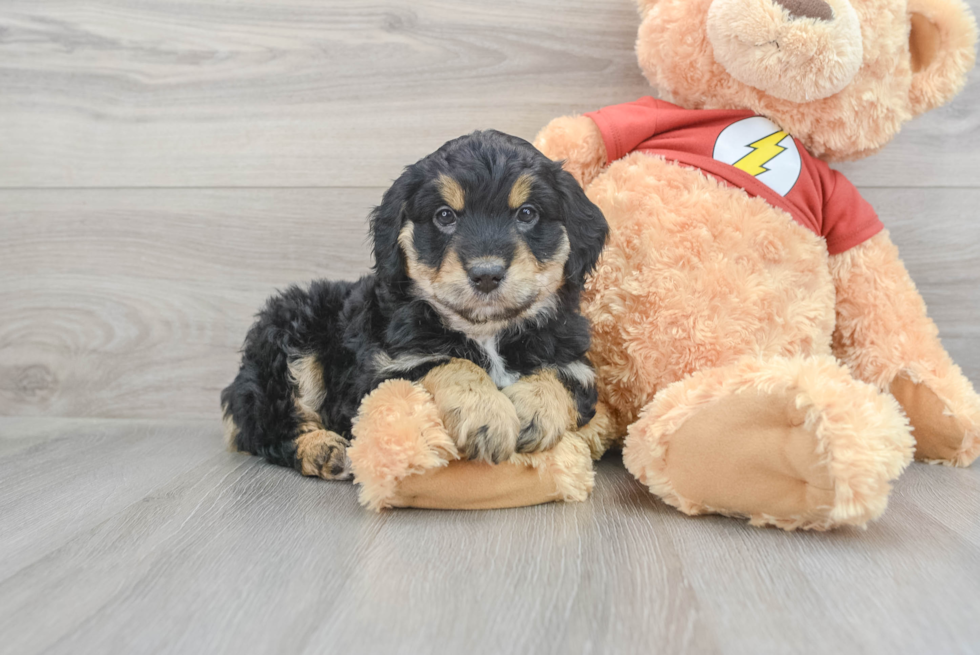 Best Mini Aussiedoodle Baby