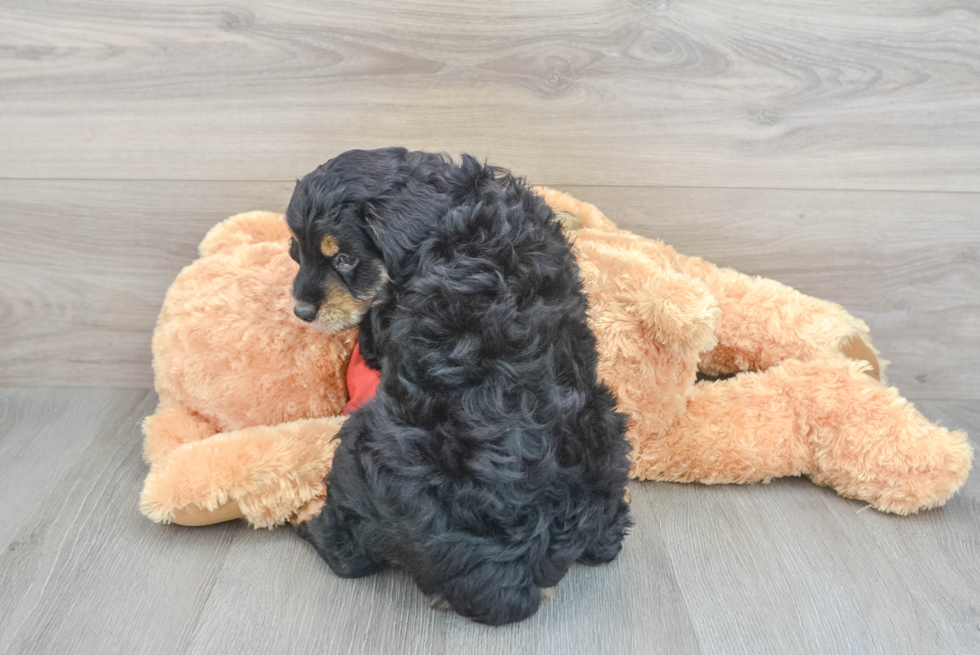Fluffy Mini Aussiedoodle Poodle Mix Pup