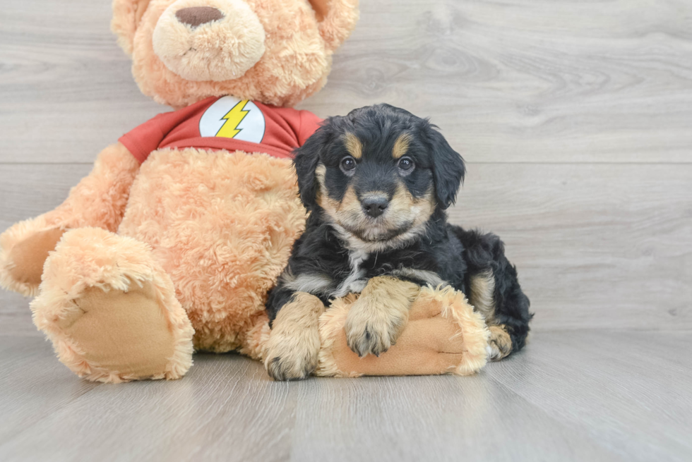 Cute Mini Aussiedoodle Baby