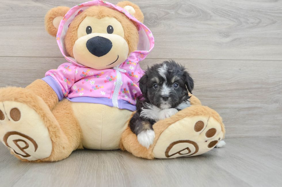 5 week old Mini Aussiedoodle Puppy For Sale - Seaside Pups