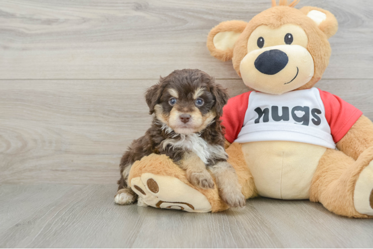 Cute Mini Aussiedoodle Baby