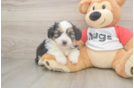 Fluffy Mini Aussiedoodle Poodle Mix Pup