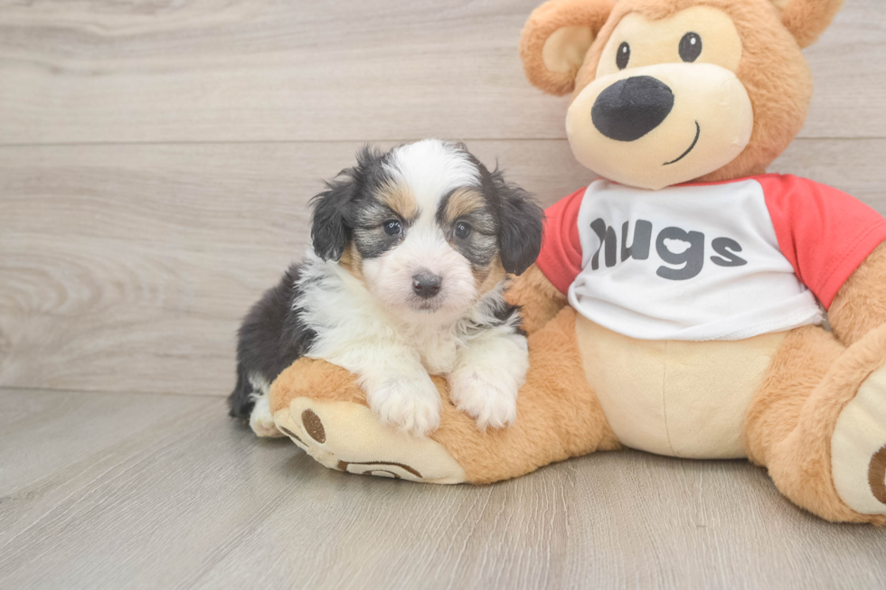 Fluffy Mini Aussiedoodle Poodle Mix Pup