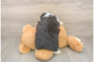Best Mini Aussiedoodle Baby