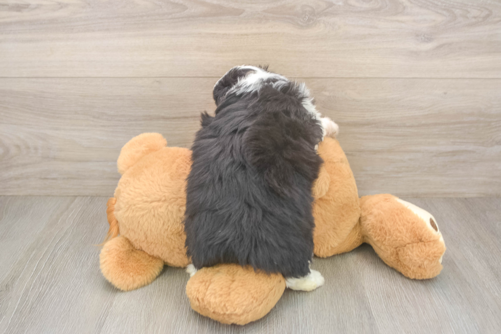Best Mini Aussiedoodle Baby