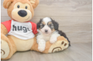 Friendly Mini Aussiedoodle Baby