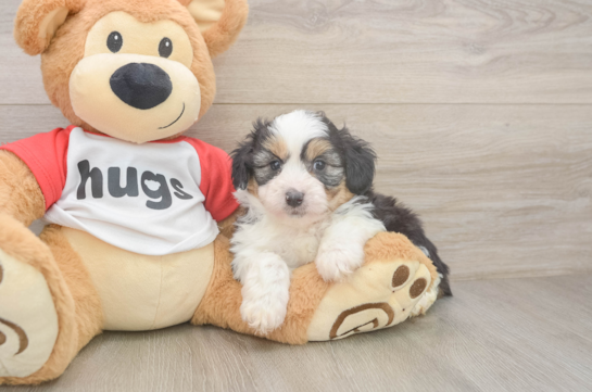 Friendly Mini Aussiedoodle Baby