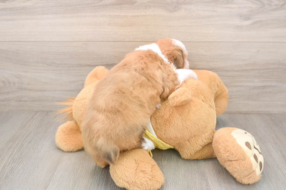 Mini Aussiedoodle Pup Being Cute