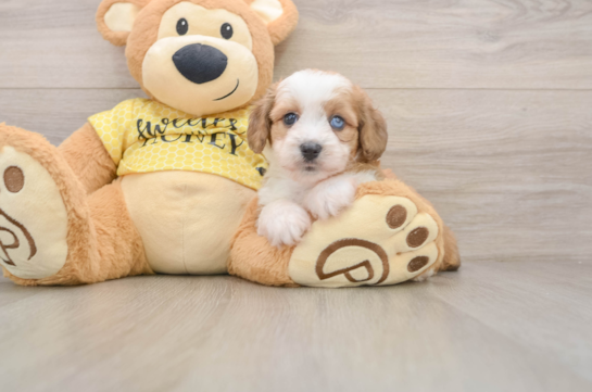 Mini Aussiedoodle Pup Being Cute