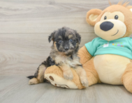 7 week old Mini Aussiedoodle Puppy For Sale - Seaside Pups