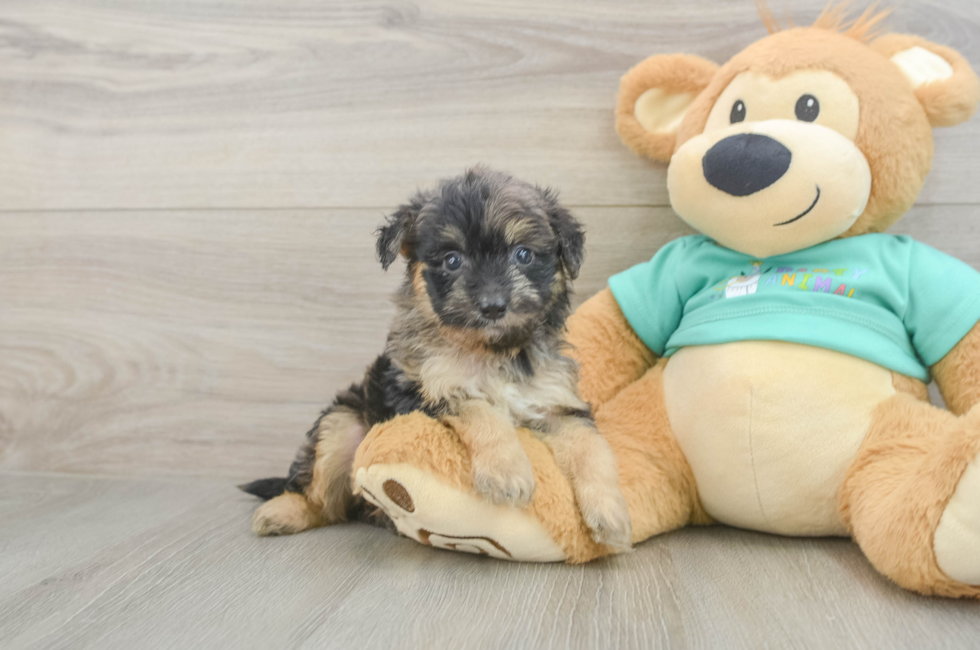 5 week old Mini Aussiedoodle Puppy For Sale - Seaside Pups