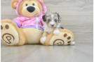 Mini Aussiedoodle Puppy for Adoption