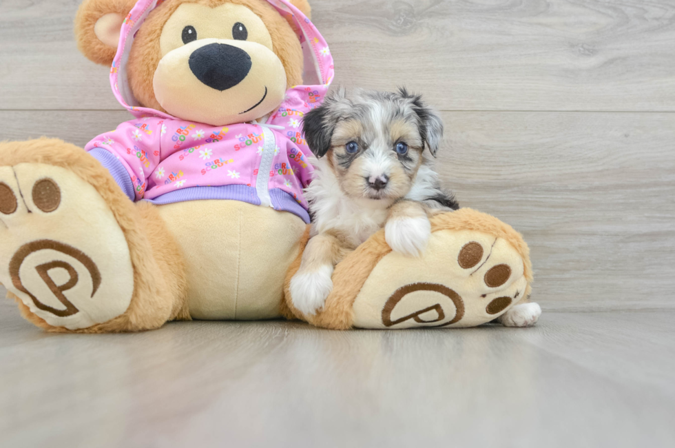 5 week old Mini Aussiedoodle Puppy For Sale - Seaside Pups