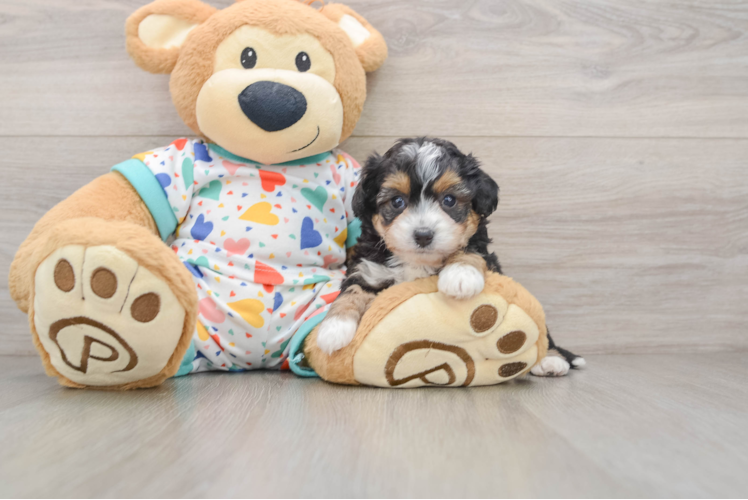 Petite Mini Aussiedoodle Poodle Mix Pup