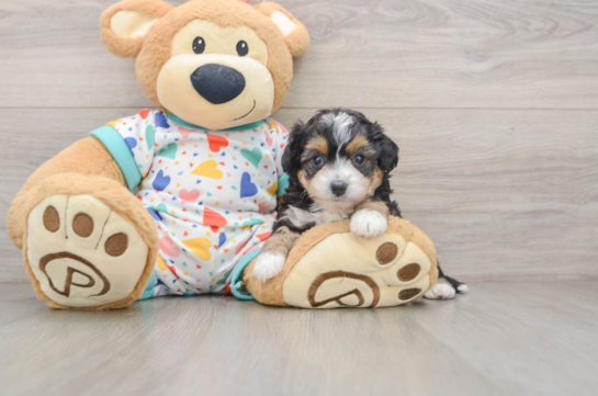 Petite Mini Aussiedoodle Poodle Mix Pup