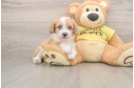 Mini Aussiedoodle Pup Being Cute